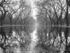 A black and white photograph of a forest bordering a water slick walkway. The trees are mirrored in the water