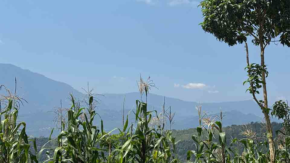 Maize overlooking a forested mountain landscape