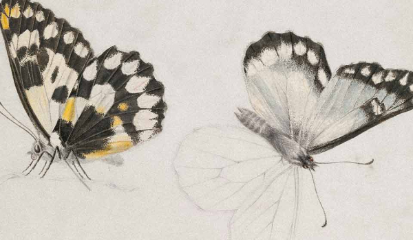 Delicate illustrations of butterflies