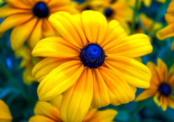 A photograph of a bright yellow flower with a florescent blue center