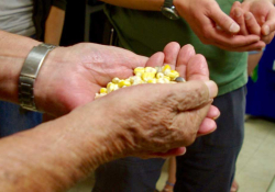 A pair of weathered hands cupping corn grains