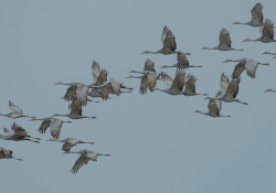 A photograph of cranes flying