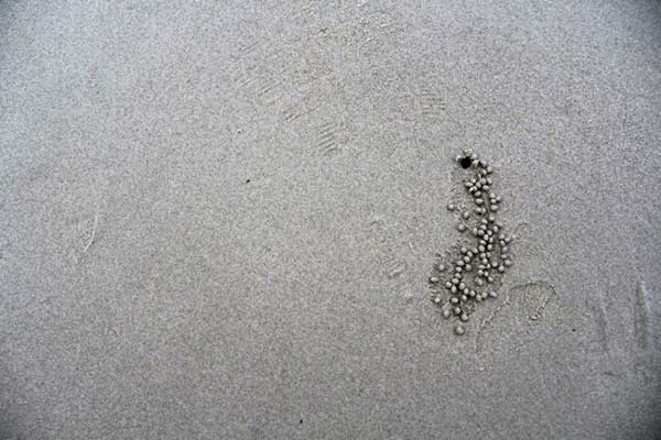 Balls of sand created by crabs make a syntax on the beach. A rawlings speculates that this is language also, the asemic writing of an ecosystem.