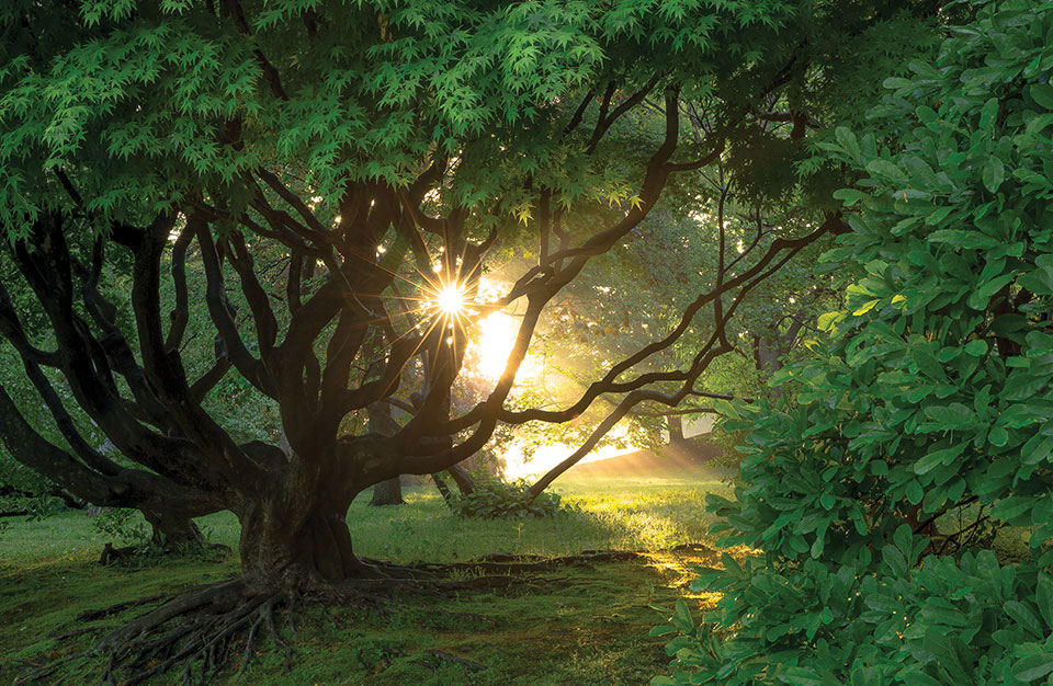 The rising sun peeking out from between the branches of a tree in a thick glade.