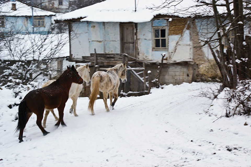 Three horses saunter up to a house covered in snow.