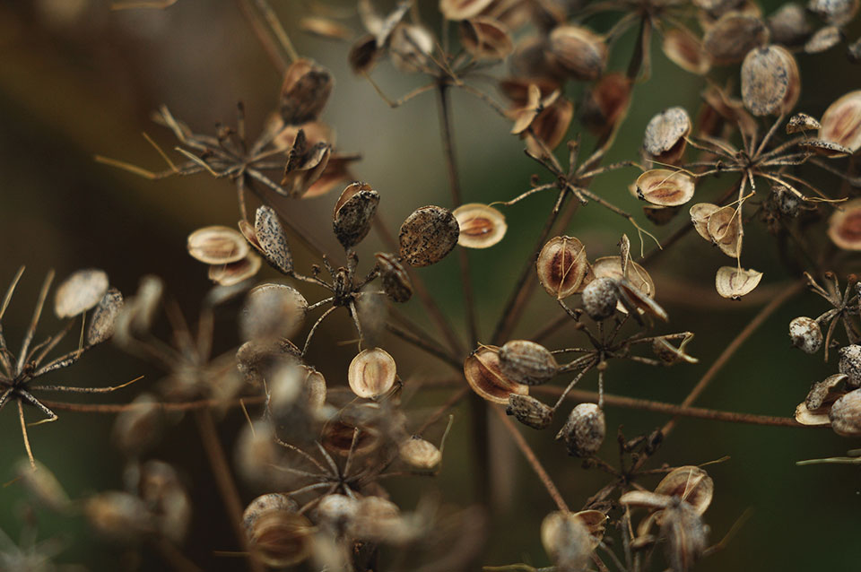 A close up of tree seeds opening to the world