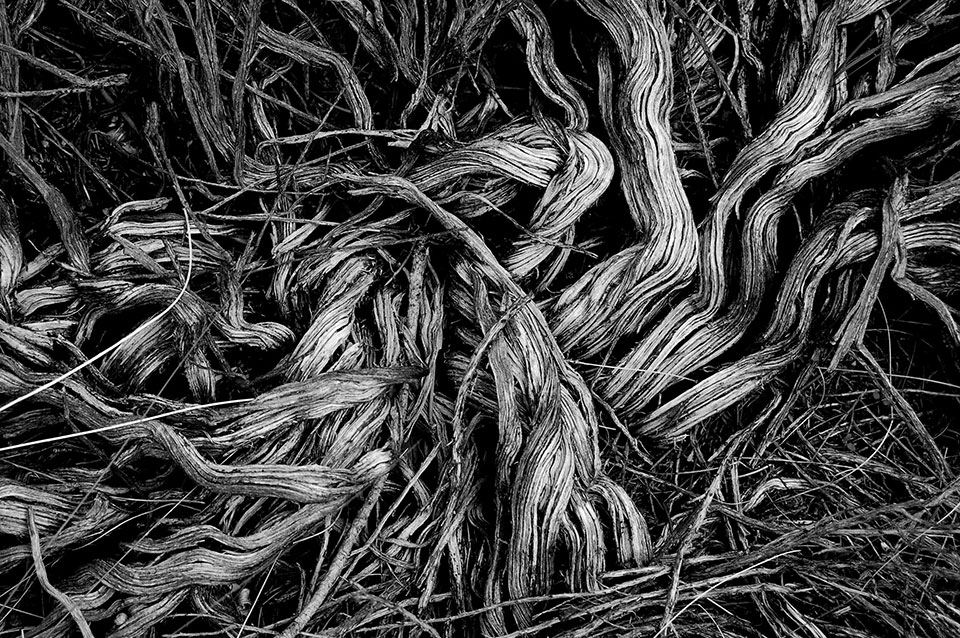 A black and white photograph of tangled roots at the base of a tree