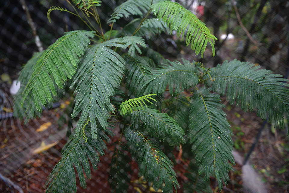 A close up photograph of the fronds of a Serianthes nelsonii sapling