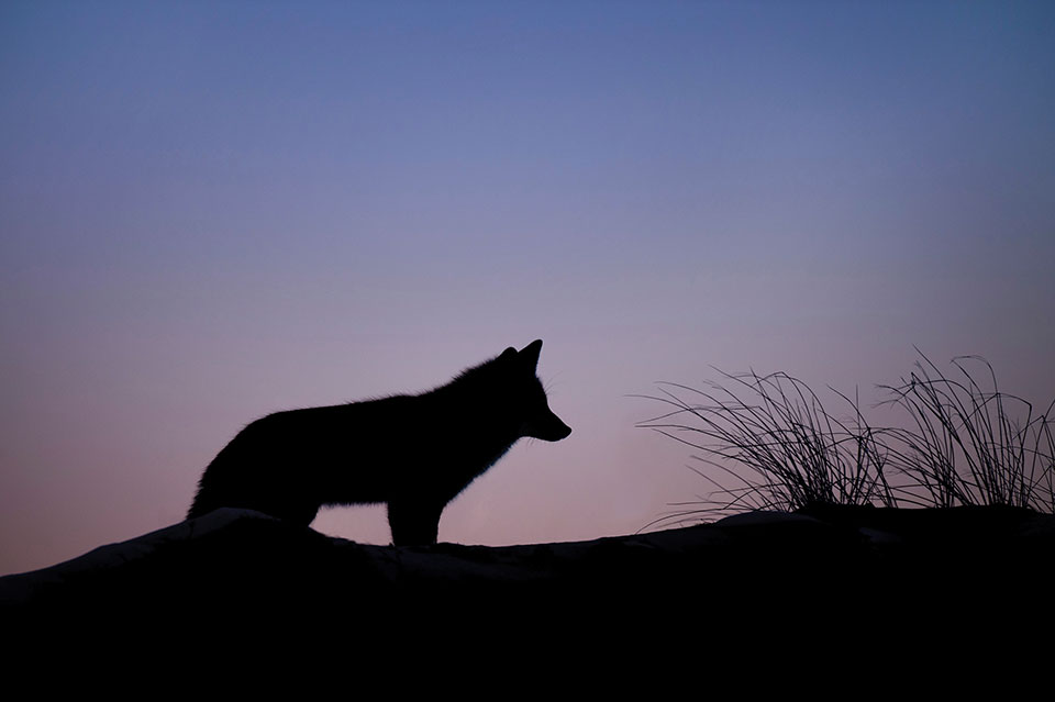 A silhouette of a coyote against a rose-tinted dawn sky
