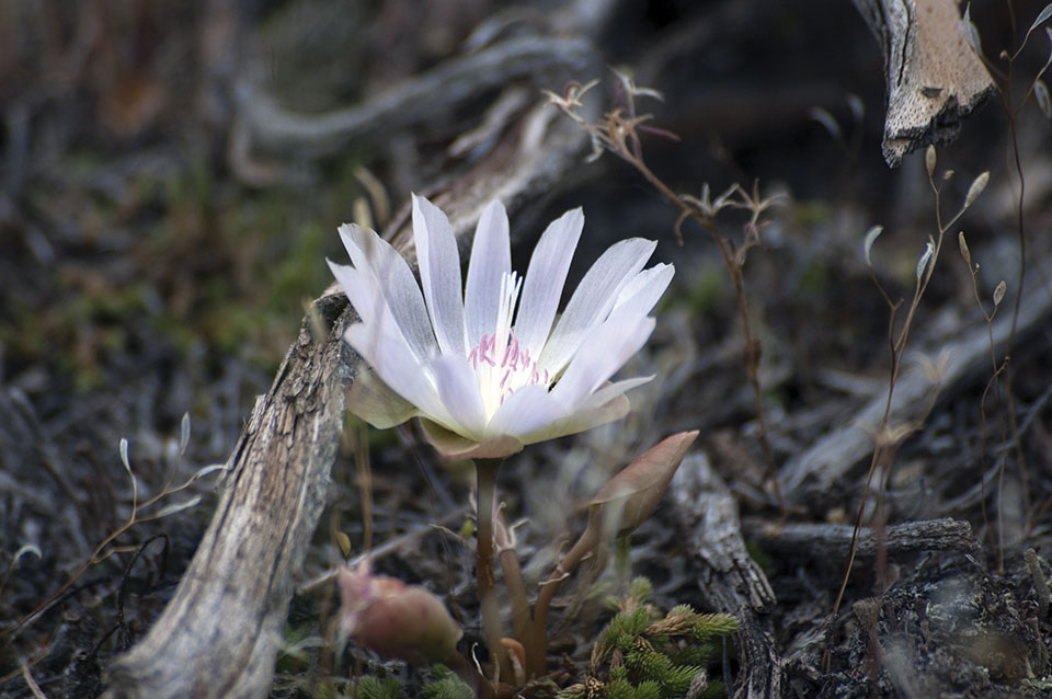 A wildflower sprouts from a mossy forest floor