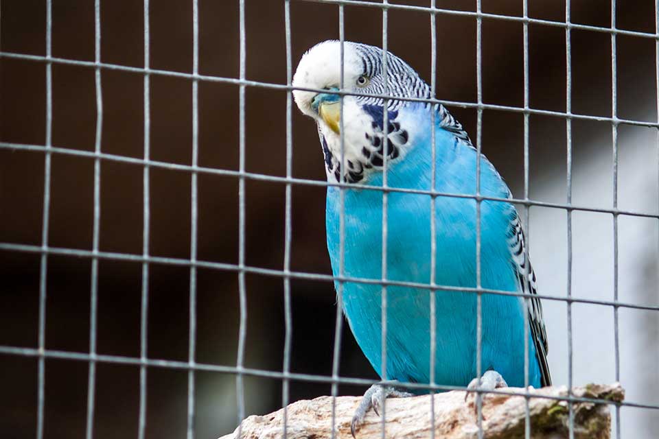 A blue parakeet looks at the camera from behind the wire of his cage