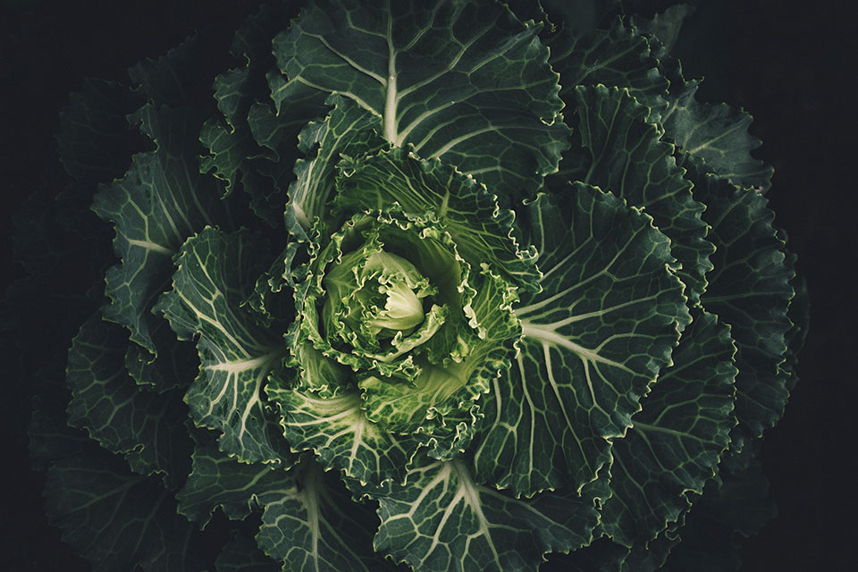A darkly lit shot from above looking down into a blooming cabbage