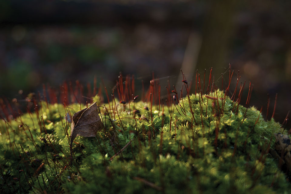 A close-up of green lichen
