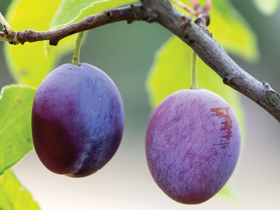 Two ripe plums hang from a tree branch