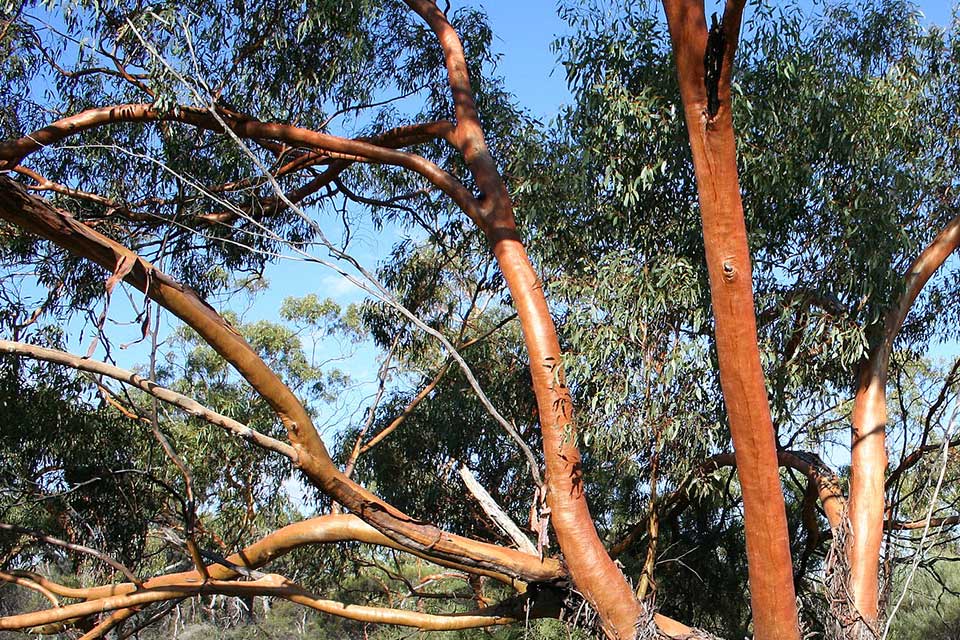 Branches of a York gum tree intertangle against a blue sky