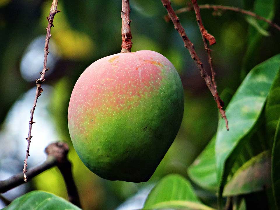 A half-ripe mango, tipped in pink on top gradating toward green at the bottom