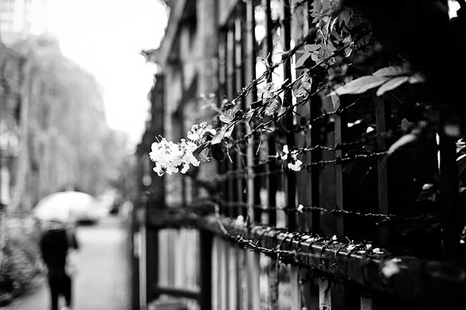 A black and white photo of flowers entangled in barbed wire with a cityscape out of focus in the background