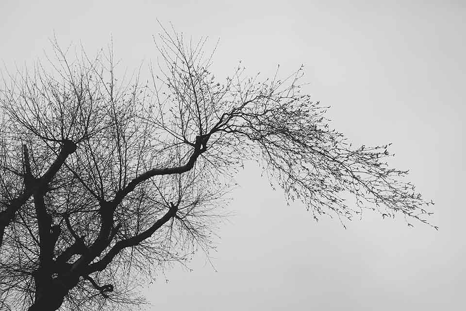 A black and white photograph of a bare tree limb against a grey sky