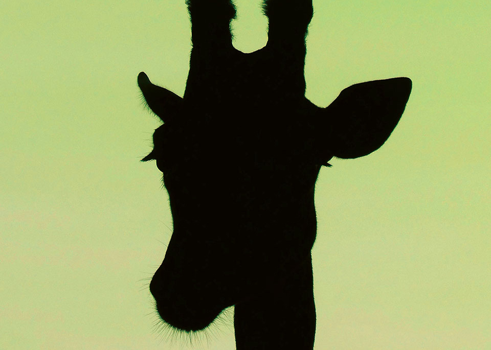 A silhouette of a giraffe's head on a lime green background
