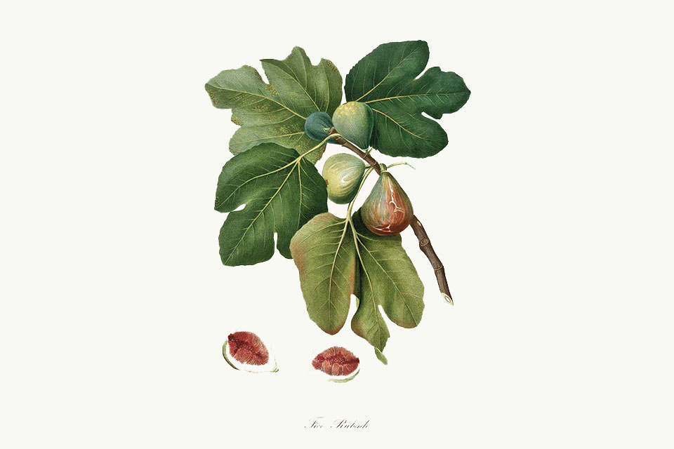 A scientific drawing of a fig cluster