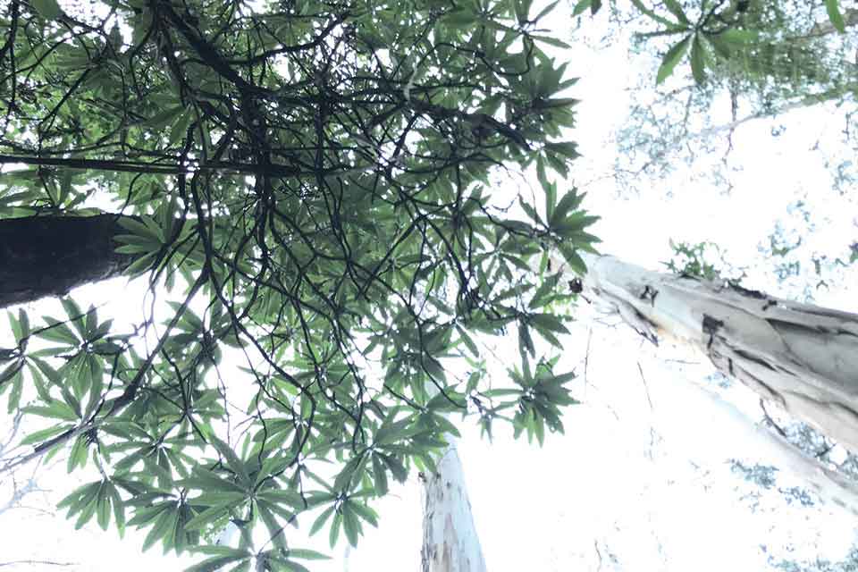 A photograph looking up into the canopy of a eucalyptus grove