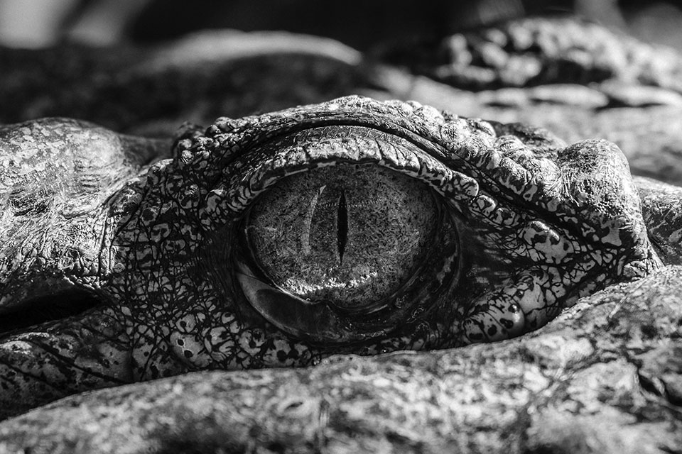 A black and white photograph close up on a crocodile’s eye