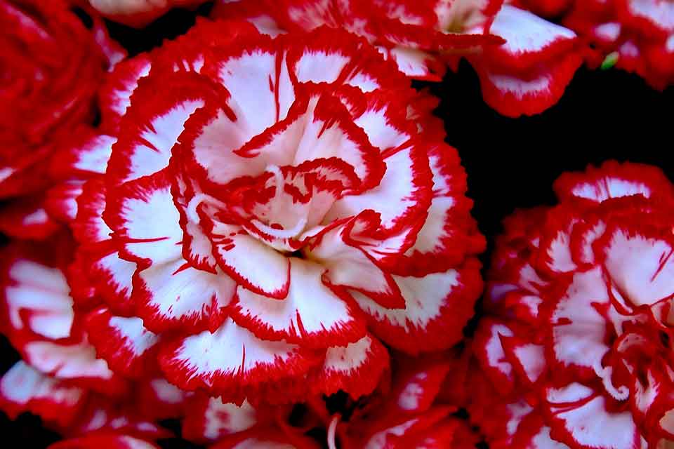 A photograph of red carnations