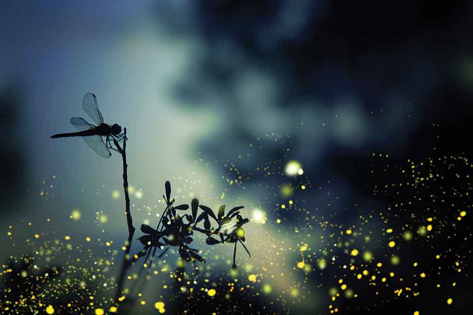A photograph of a dragonfly hovering above water in shadow