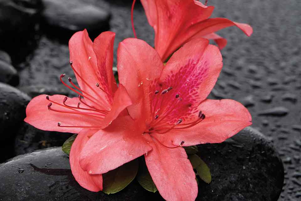A red flower on a damp black stone