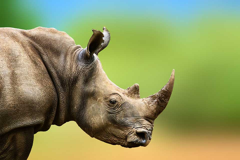 A digitally altered photograph of a rhinocerous emerging from the left side of the frame against a blurred background