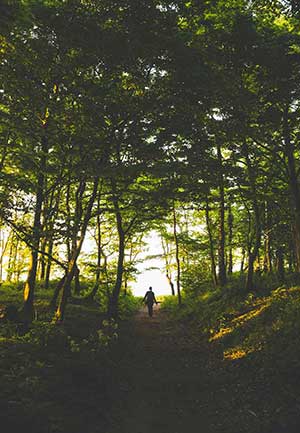 A photograph of a forest