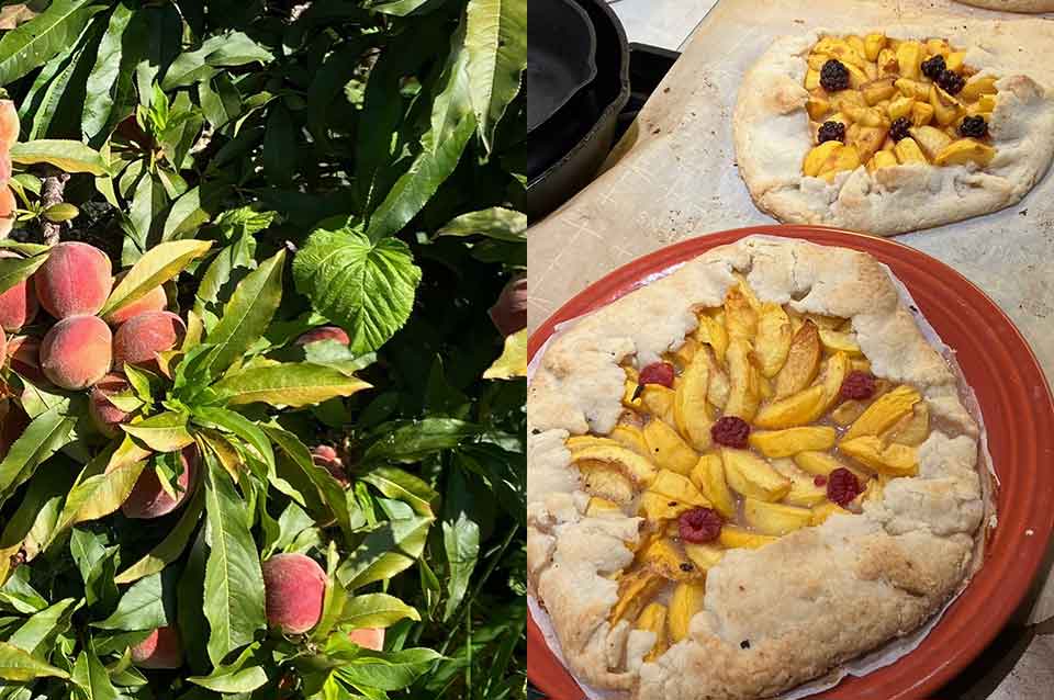 A diptych. A photograph on the left of peaches on a tree and a photograph on the right of a peach pie.