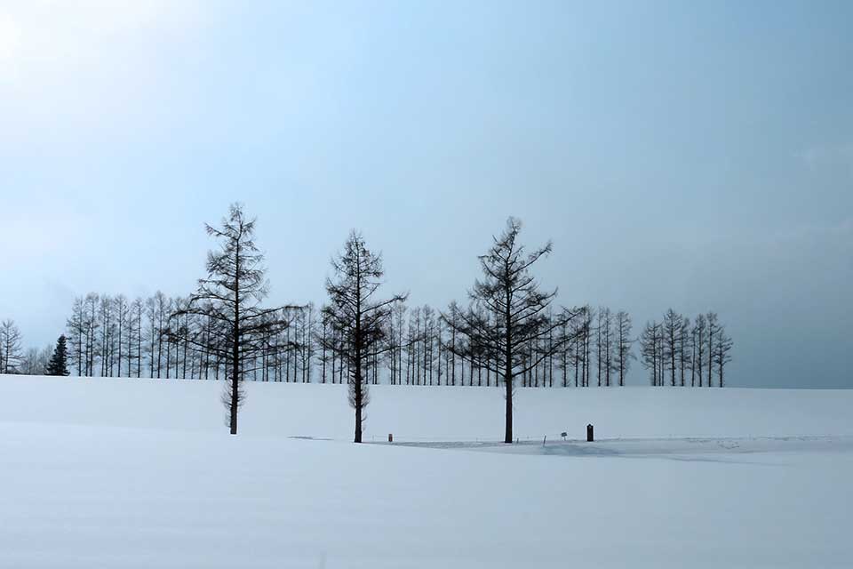 A photograph of a winter scene as tall pines stand amid a snowy landscape