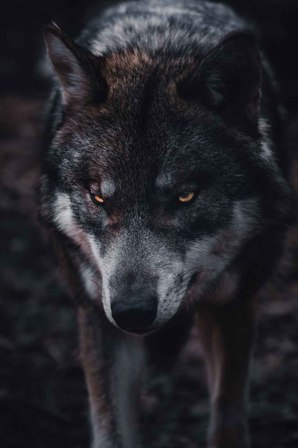 A photograph of a wolf looking at the camera with its head lowered menacingly