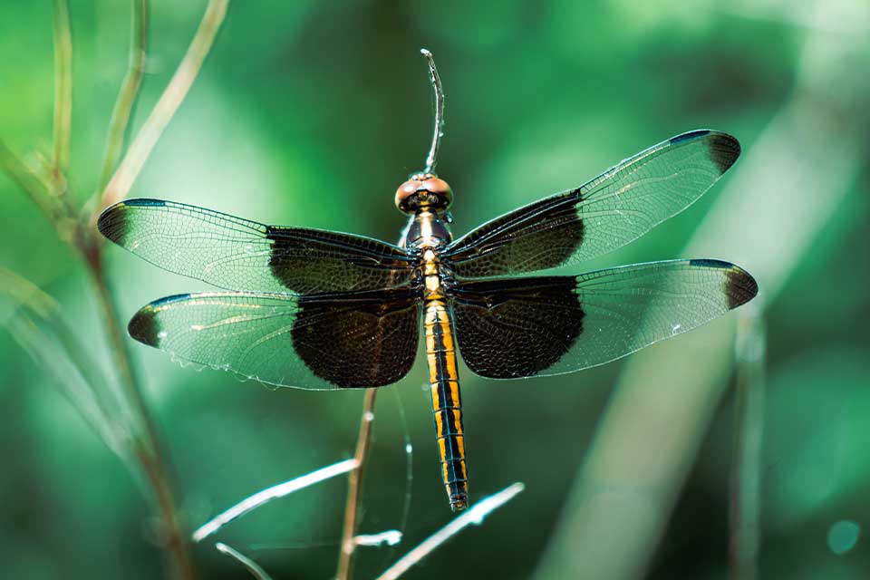 A photograph of a dragonfly amidst the greenery