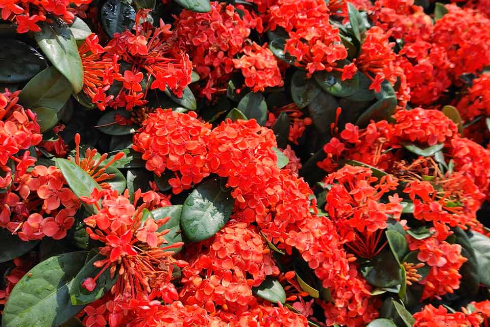 A photograph of red flowers against fat green leaves