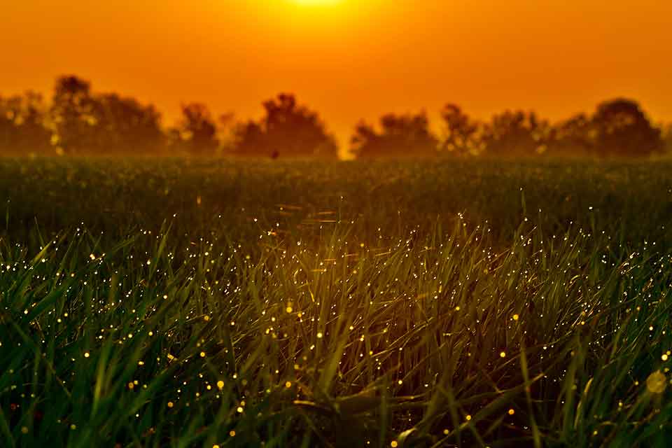 A photograph of a grass field with the sun setting in the background