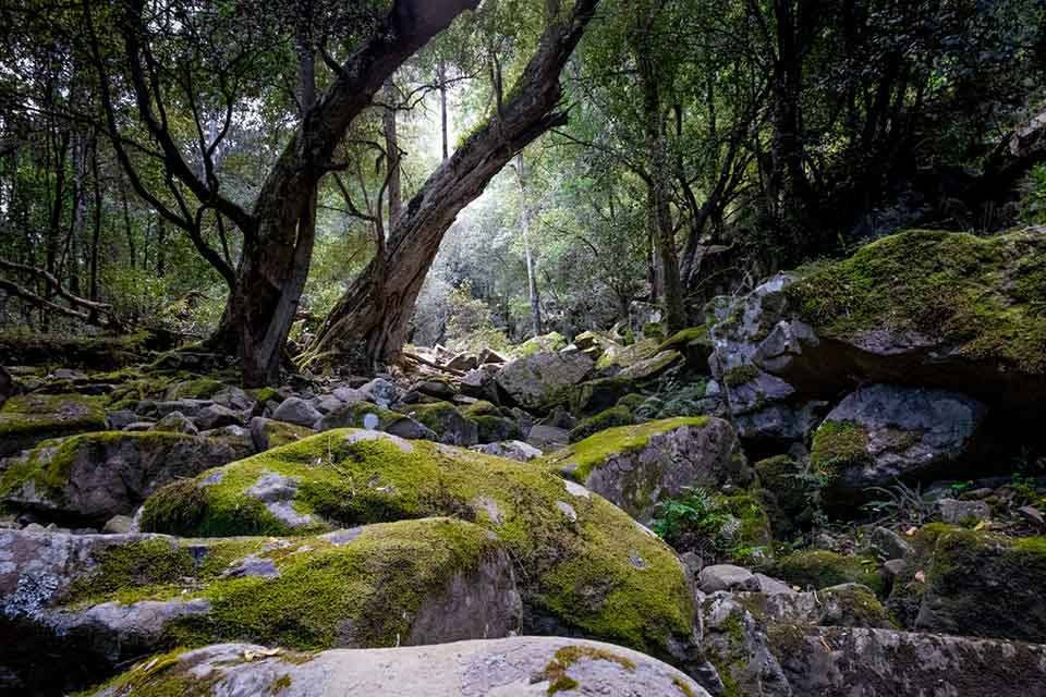 A photograph of moss-covered rocks surrounded by idyllic forest