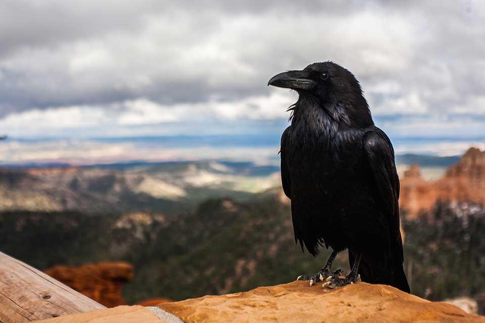 A photograph of a raven in the foreground and rolling landscape in the blurry distance