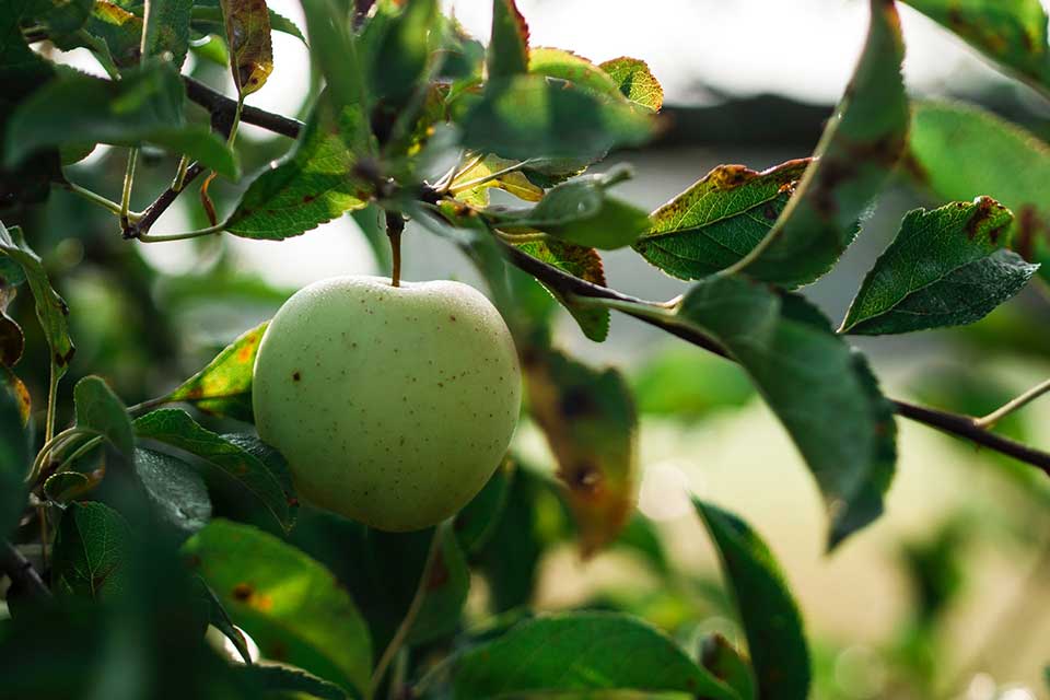 A green apple hanging from a tree branch