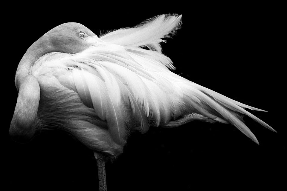 A black and white photo of a flamingo, dramatically lit from above
