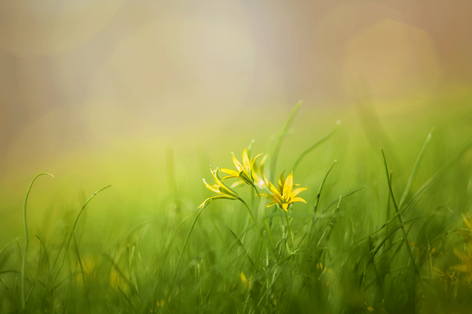 A closeup photo of leaves of grass, with rays of sun (lens flare) shining through them. 