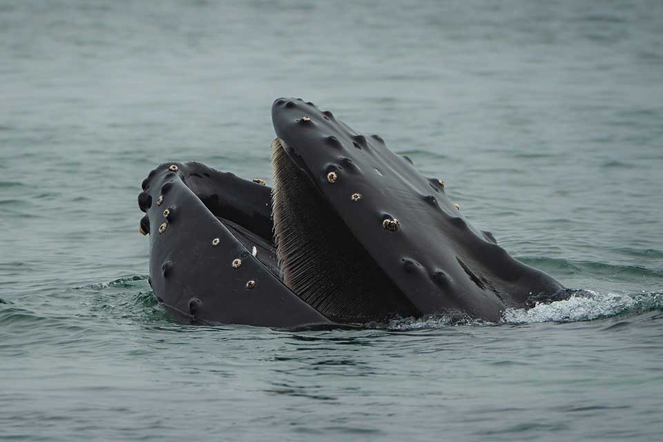 A whale surfacing, mouth agape