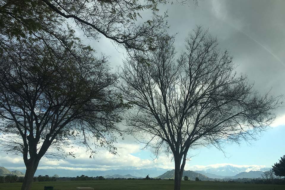 A photograph of bare trees against a cloudy sky