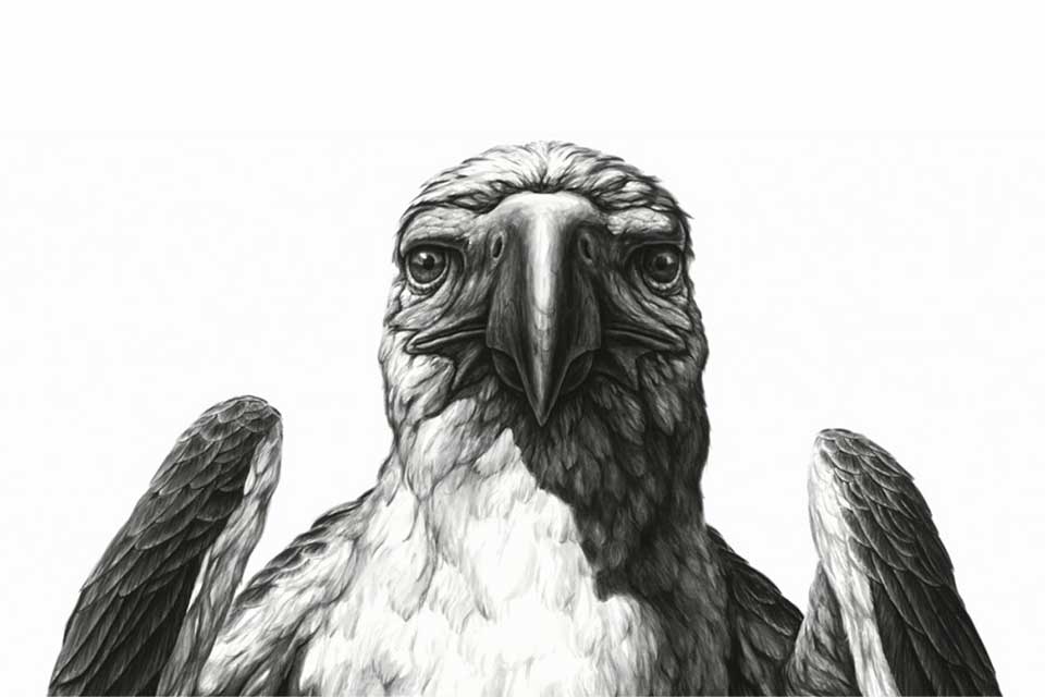 A detailed black and white illustration of a bird of prey directly facing the viewer