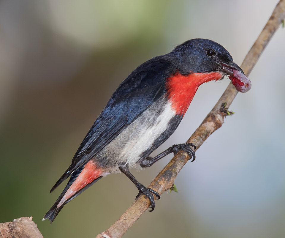 Geoff Whalan, “Mistletoe Bird (Diaceum hirundinaceum),” Fogg Dam Conservation Reserve, Middle Point, Northern Territory, Australia, November 8, 2015
