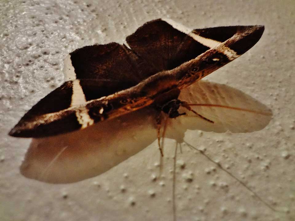 A photograph of a moth