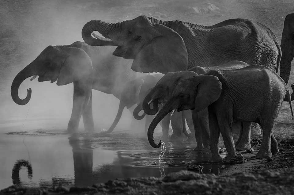 A black and white photo of elephants trumpeting at the edge of a water source