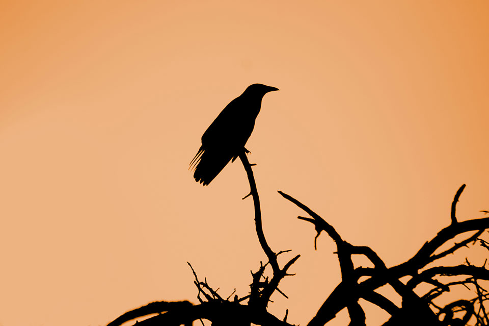 A photograph of the silhouette of a large bird sitting on a bare tree branch, foregrounded against a peach colored sky