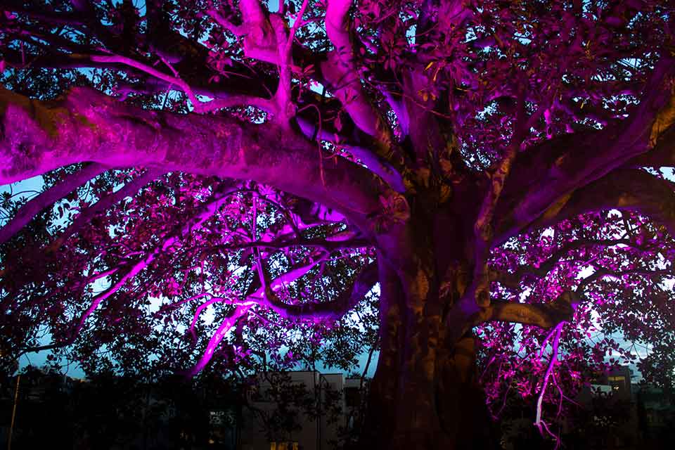 A fig tree as dusk, dramatically lit in purple from below